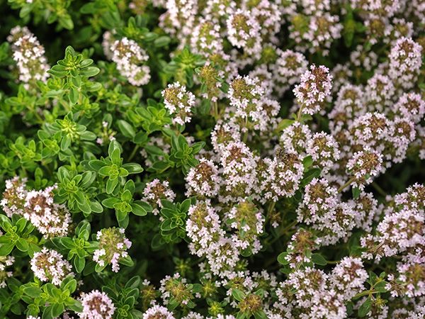 Thyme - Winter