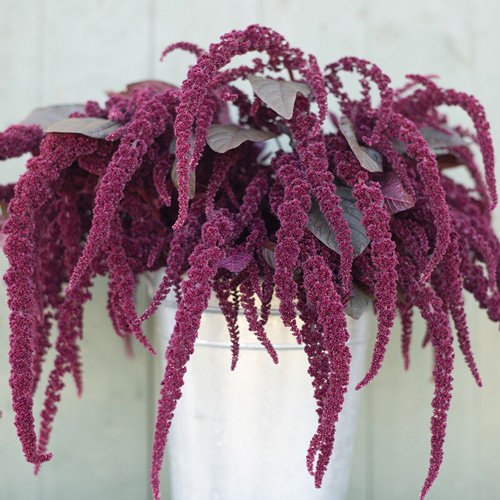 Amaranth - Hopi Red Dye