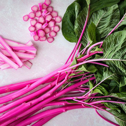 Amaranth - Pink Beauty