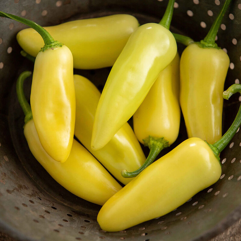 Jalapeno- Arriba Yellow