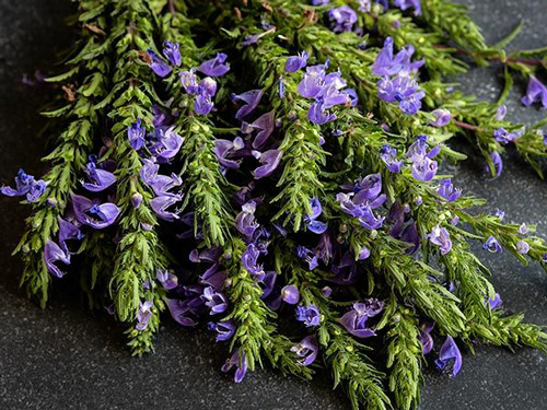 Balm, Dragonhead