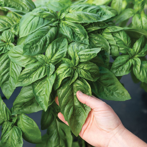 Basil - Genovese