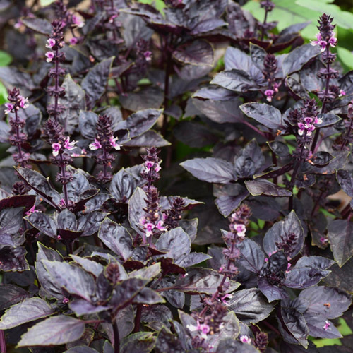 Basil - Purple Opal
