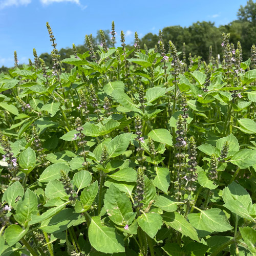 Basil - Sacred Tulsi