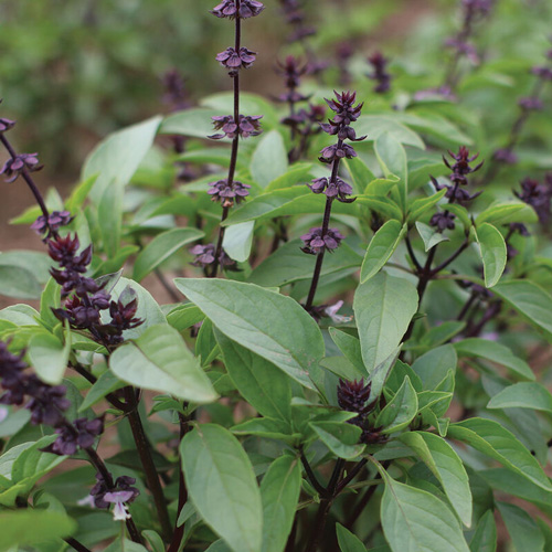 Basil - Thai Sweet