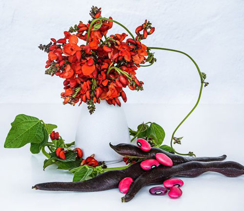 Runner Bean