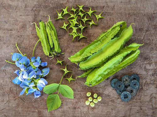 Winged Bean