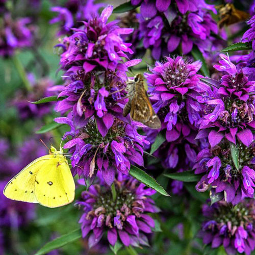 Bee Balm - Bergamo