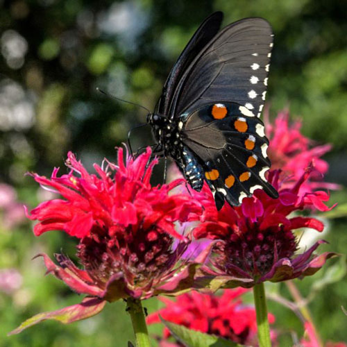 Bee Balm - Panorama Red
