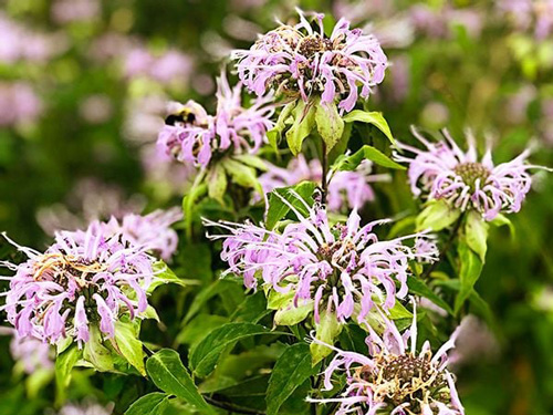 Bergamot