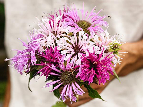 Bee Balm -  Spielarten Mix