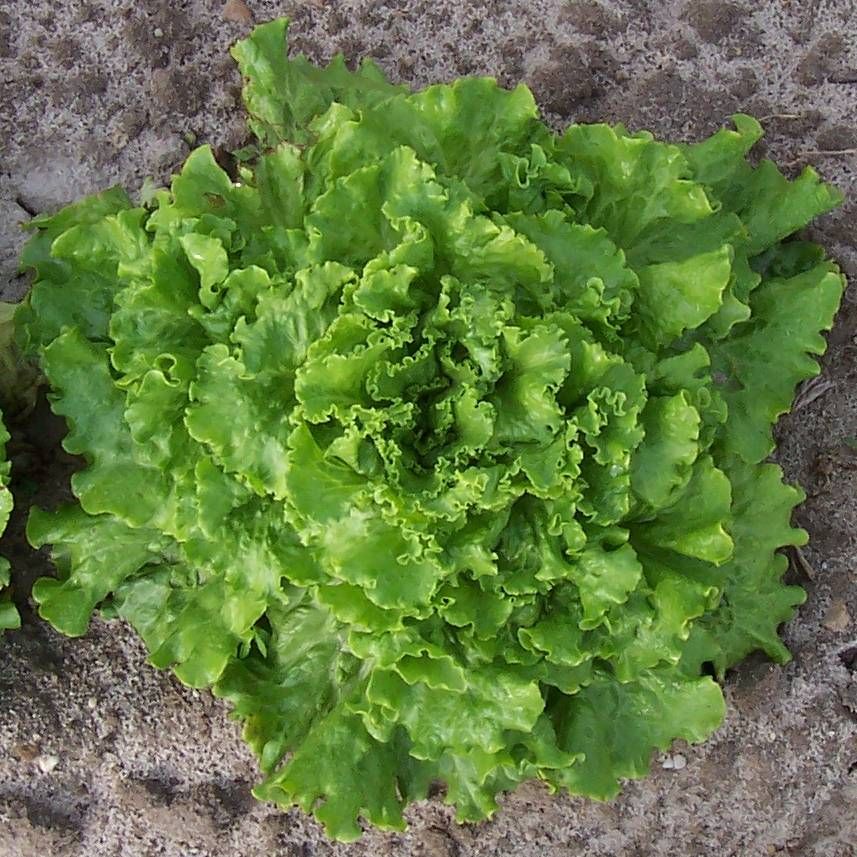 Lettuce, Green Leaf- Bergams