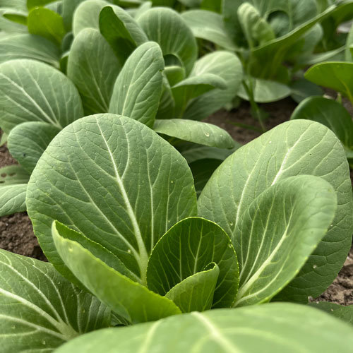 Bok Choy