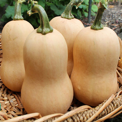 Butternut - Butterbaby