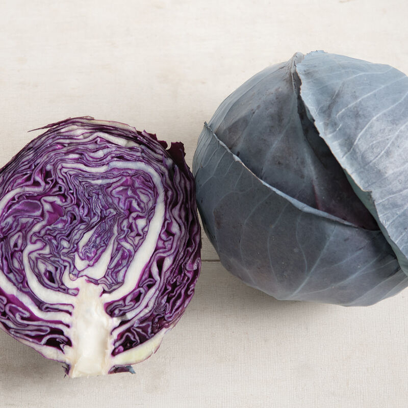 Cabbage- Primero