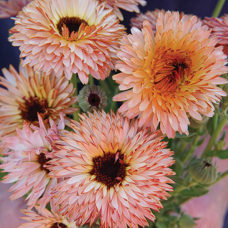 Calendula