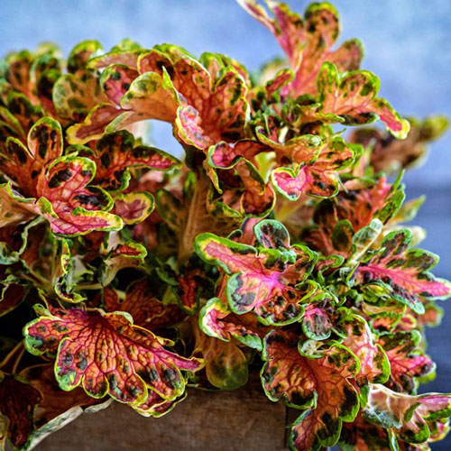 Coleus