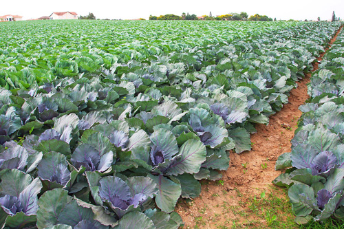 Collards