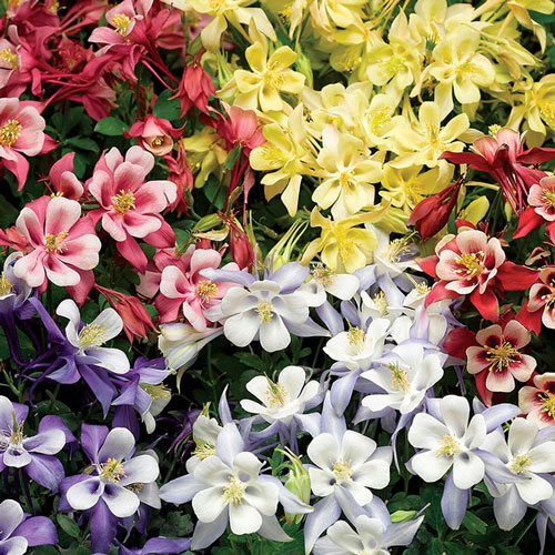 Columbine - Kirigami Mix