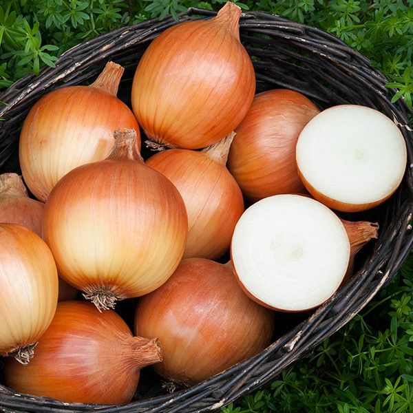 Onion, Yellow- Cortland