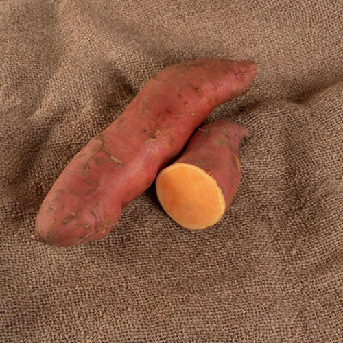 Potato, Sweet - Covington