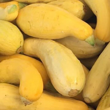 Summer Squash