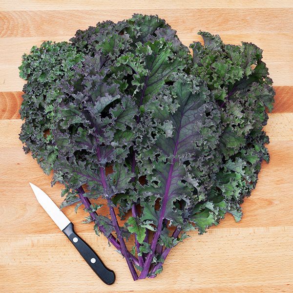Kale- Curly Roja