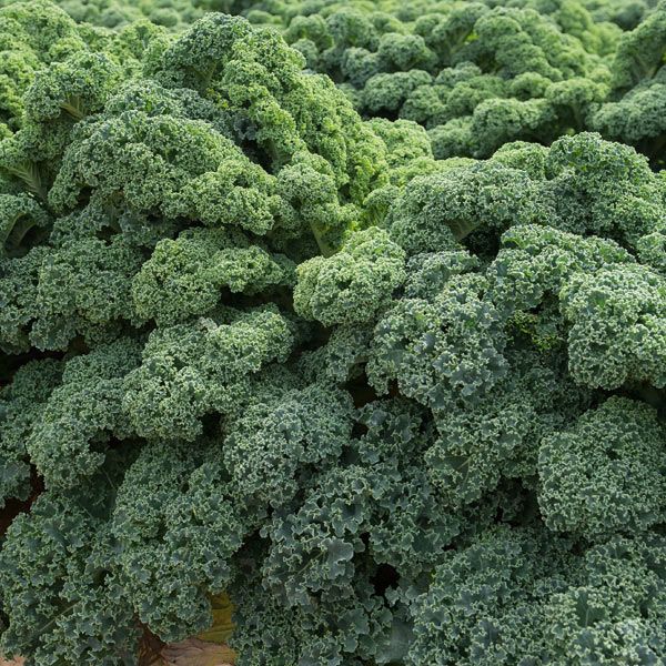 Kale- Darkibor