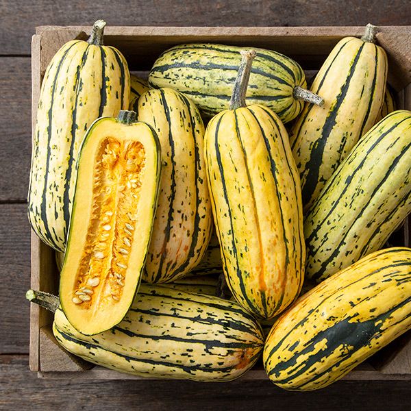 Delicata - Bush Delicata