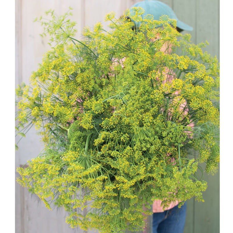 Dill