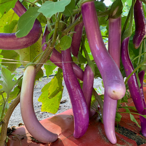 Asian Delite Eggplant