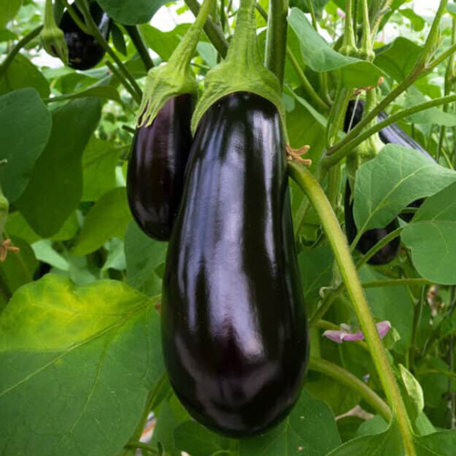 Galine Eggplant