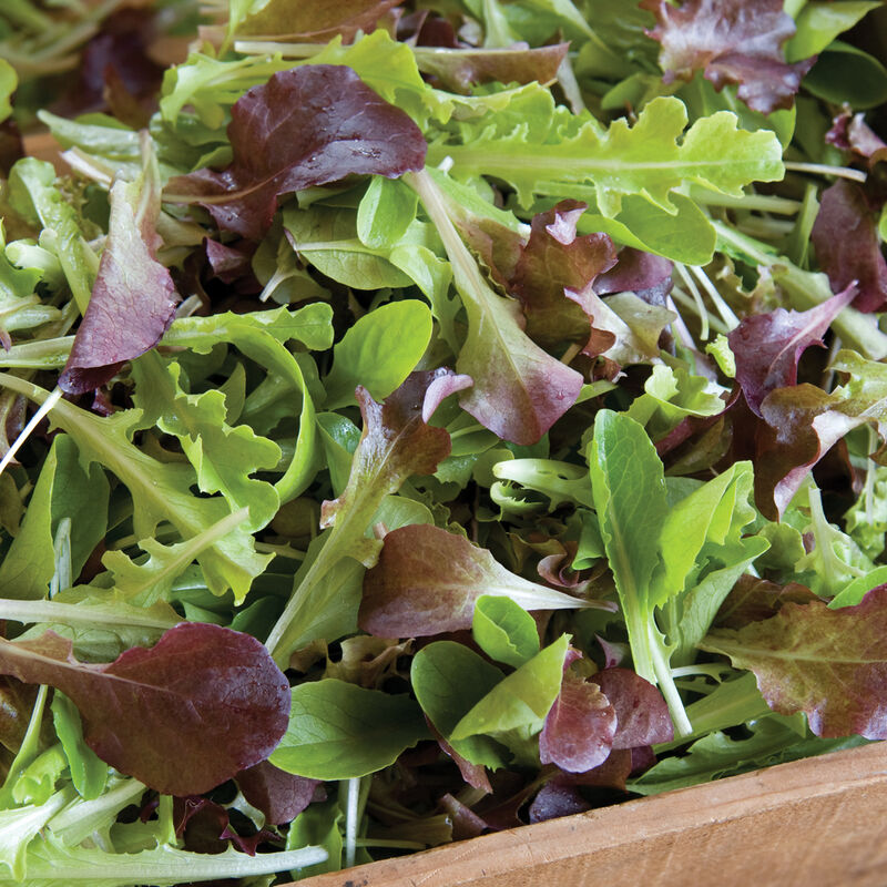 Babyleaf Mix