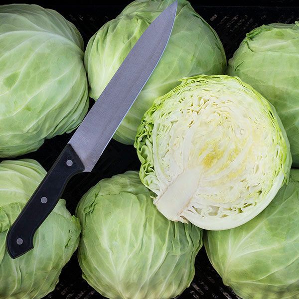 Cabbage- Farao