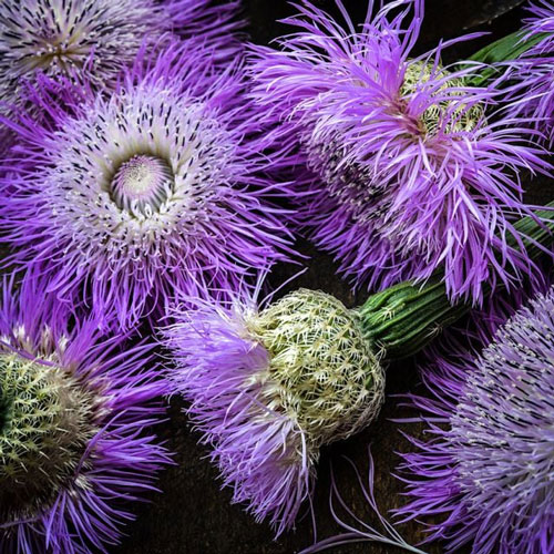 Basketflower 
