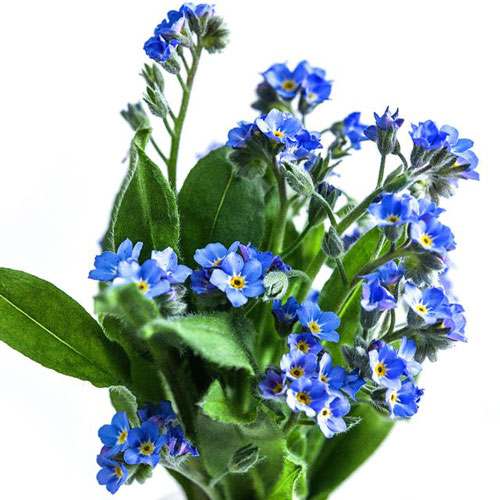 Forget-Me-Not - Bellamy Blue