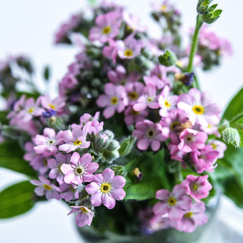 Forget-Me-Not - Bellamy Pink