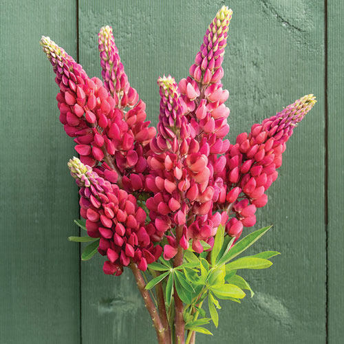 Lupine - My Castle