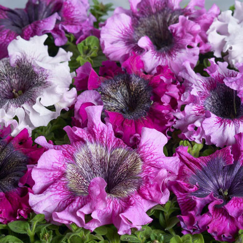 Petunia - Superbissima Mix
