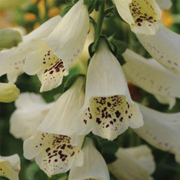 Foxglove - Dalmation Creme