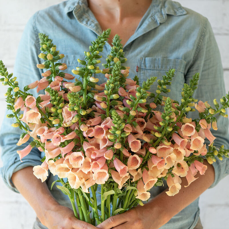 Foxglove - Dalmation Peach