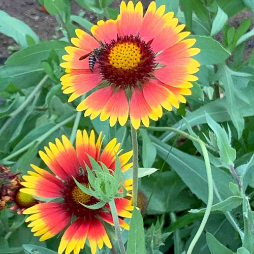 Gaillardia - Fire Wheel