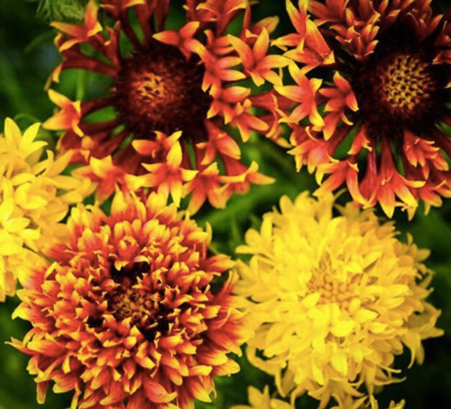 Gaillardia - Lollipop Mix