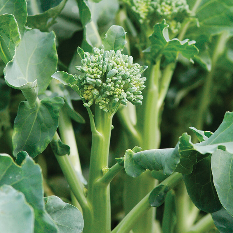 Broccolini- Happy Rich