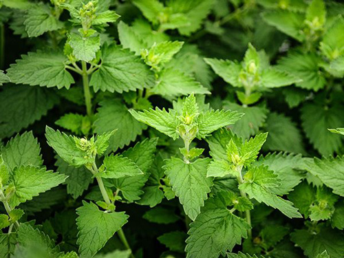 Catnip