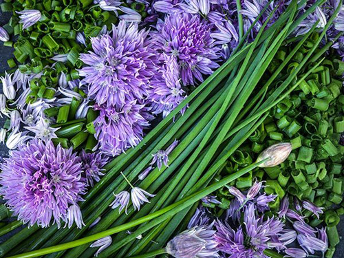Chives