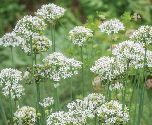 Chives - Garlic