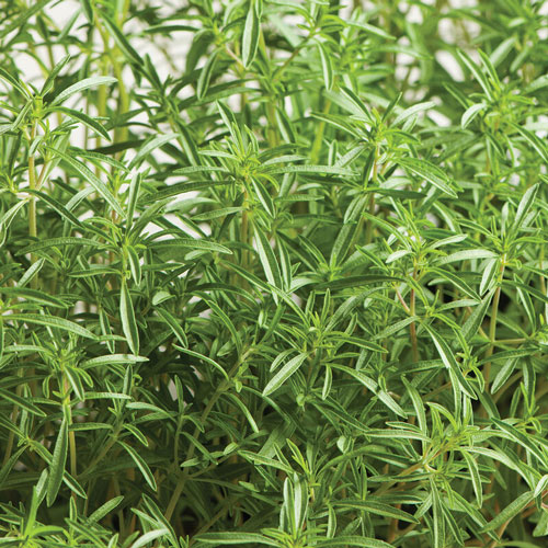 Summer Savory