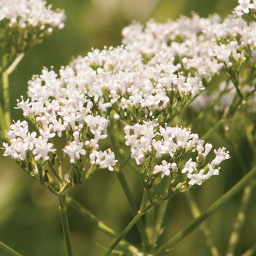 Valerian