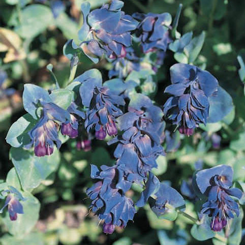 Honeywort